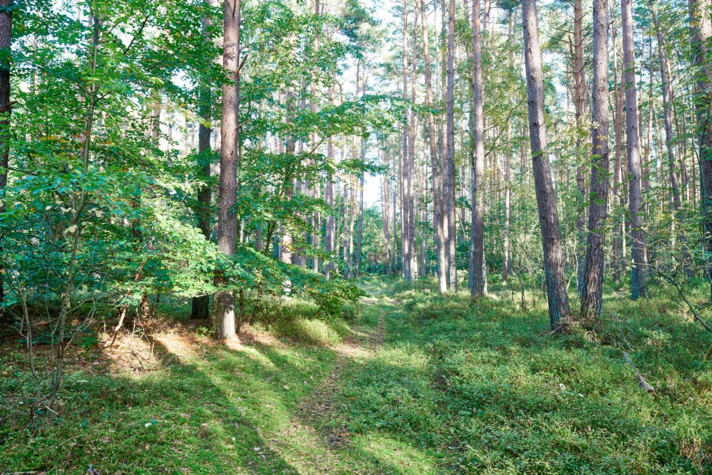 wald best