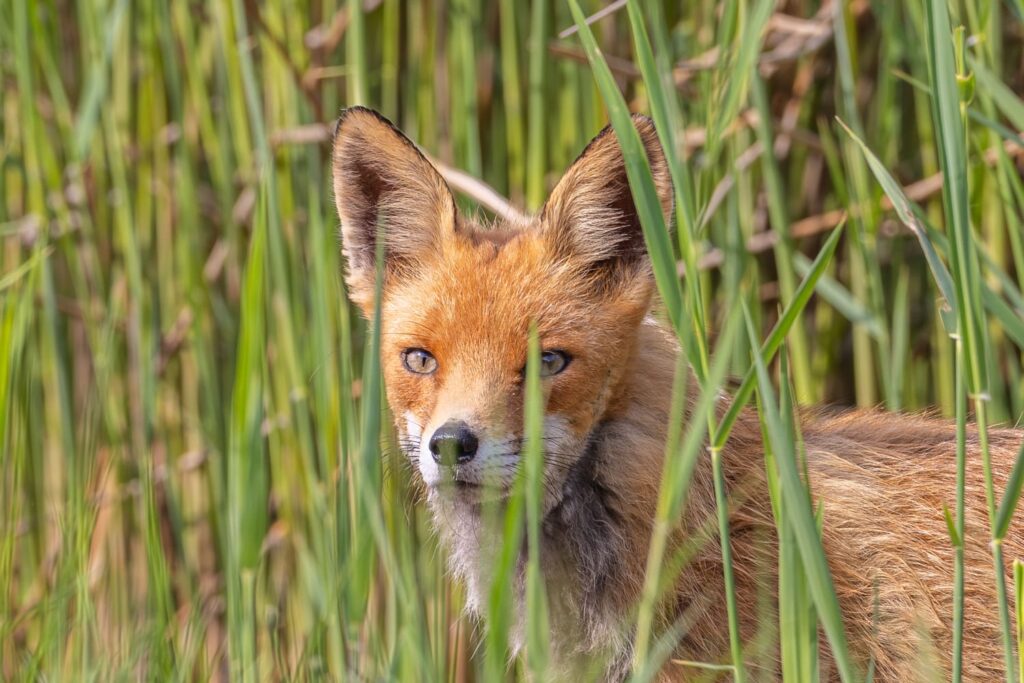 fuchs