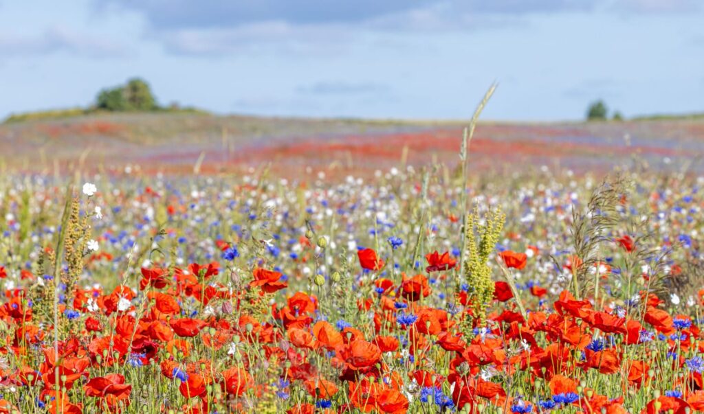 llandschaft mohn