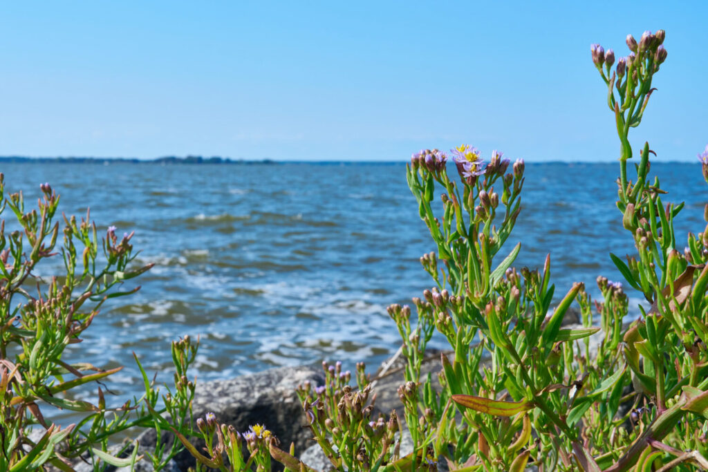 boddengewaechsvorbodden