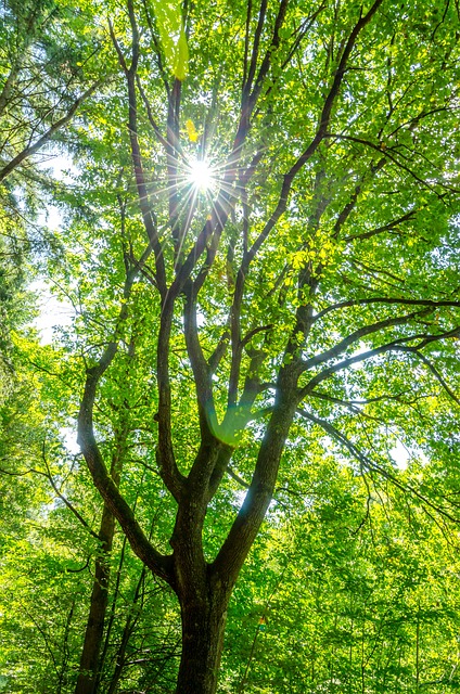 wald