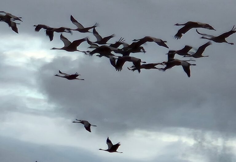 Mehr über den Artikel erfahren Kranichzeit… Die Fünfte Jahreszeit || von Renate Jürgens-Pieper