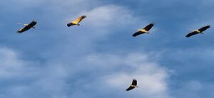 Flug kraniche